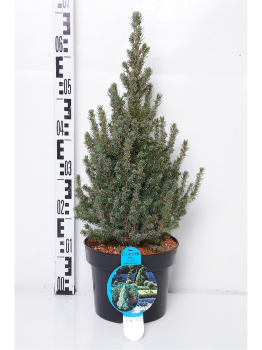 Eglė baltoji (Lot Picea gl.) 'Sander's Blue' C5/P23 50-60 CM-EGLĖS-SPYGLIUOČIAI