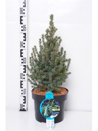 Eglė baltoji (Lot Picea gl.) 'Sander's Blue' C5/P23 40-50 CM-EGLĖS-SPYGLIUOČIAI