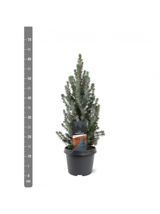 Eglė baltoji (Lot Picea gl.) 'Sander's Blue' C5/P23 40-50 CM-EGLĖS-SPYGLIUOČIAI