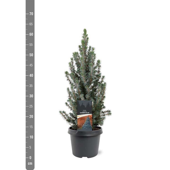 Eglė baltoji (Lot Picea gl.) 'Sander's Blue' C5/P23 40-50 CM-EGLĖS-SPYGLIUOČIAI