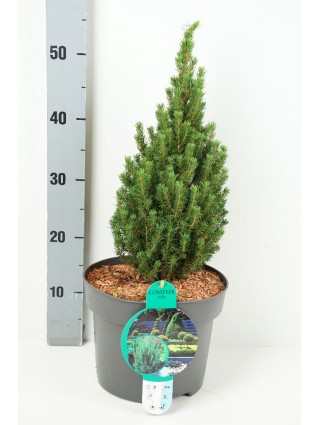 Eglė baltoji (Lot Picea gl.) 'Zuckerhut' C5/P23 30-35 CM-EGLĖS-SPYGLIUOČIAI