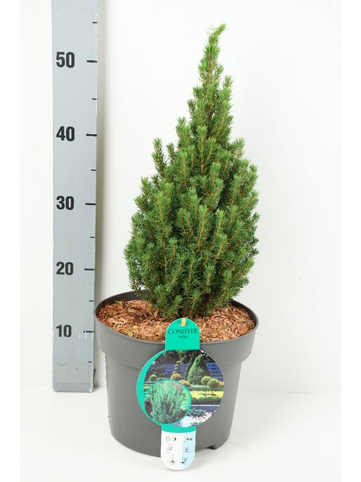 Eglė baltoji (Lot Picea gl.) 'Zuckerhut' C5/P23 30-35 CM-EGLĖS-SPYGLIUOČIAI