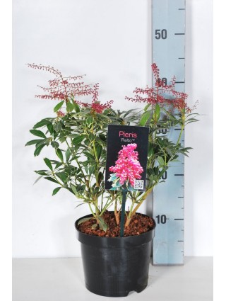 Bereinutis japoninis (Lot Pieris jap.) 'Ralto' C2/P17 20-25 CM-KITI KRŪMAI-KRŪMAI