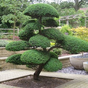 NIWAKI BONSAI