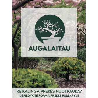Šeivamedis juodauogis (Lot Sambucus nigra) 'Black Tower' C90 300-350 CM DAUGIAKAMIENIS